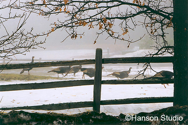 Turkeys Behind a Fence